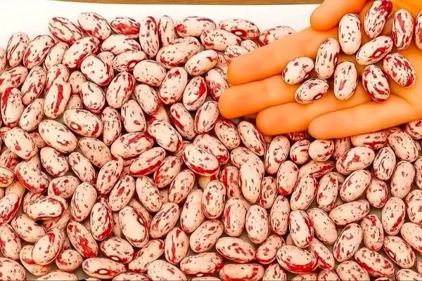 خبر خوش برای خریداران حبوبات؛ قیمت لوبیا چیتی مشخص شد!