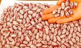 خبر خوش برای خریداران حبوبات؛ قیمت لوبیا چیتی مشخص شد!