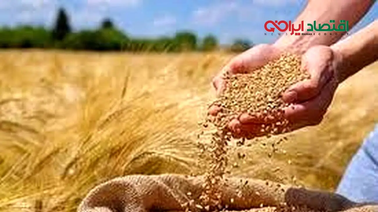 حق گندمکاران یا لطف دولت؟ پشت پرده تسویه مطالبات