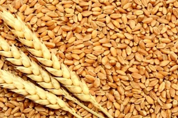   اختلاف نظر تعیین قیمت‌ گندم را بازهم به تاخیر انداخت + فیلم