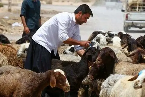 اعلام قیمت جدید دام زنده در تهران و استان‌های مختلف کشور