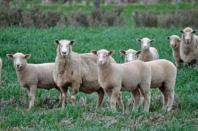 گوسفندهای رایگان استرالیا کجا می رود