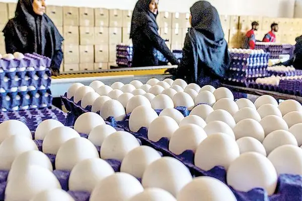 آیا قیمت تخم مرغ  گران می‌شود؟