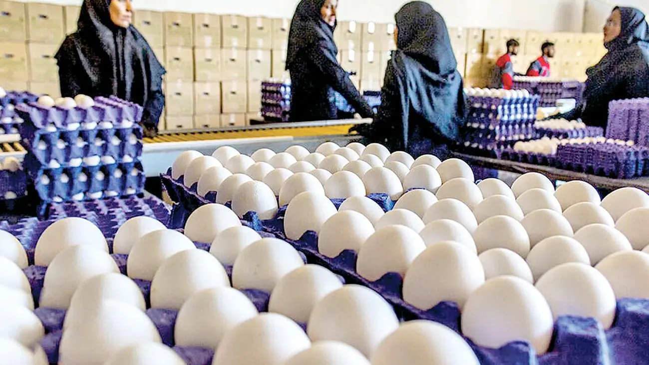 آیا قیمت تخم مرغ گران میشود؟