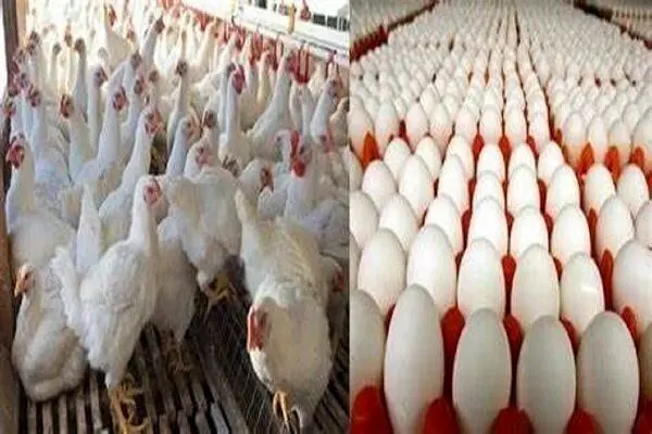 قیمت جدید مرغ و تخممرغ / نابسامانی در بازار تخم مرغ ادامه دارد !