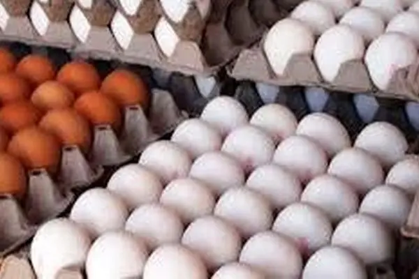 نرخ جدید تخم مرغ اعلام شد؛ پاییزی پر از شوک