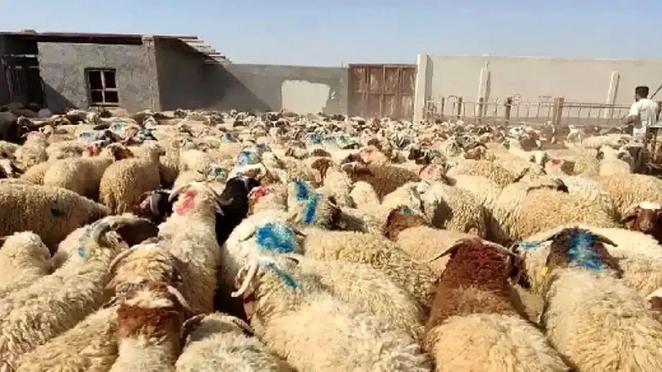 قیمت دام زنده امروز ۱۶ اسفند ۱۴۰۳ / ارزانترین و گران ترین دام در کدام استان است؟