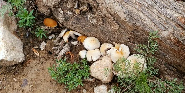 افزایش مسمومان بهدلیل مصرف قارچ سمی در مشگینشهر