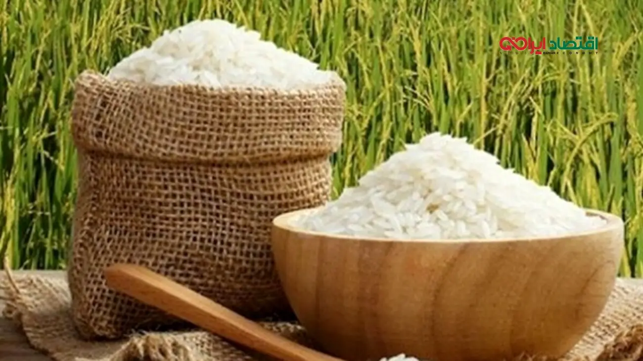 قیمت برنج ایرانی امروز ۲۷ مرداد ۱۴۰۴ | هاشمی ۳۰۰ هزار تومان شد؟ + جدول