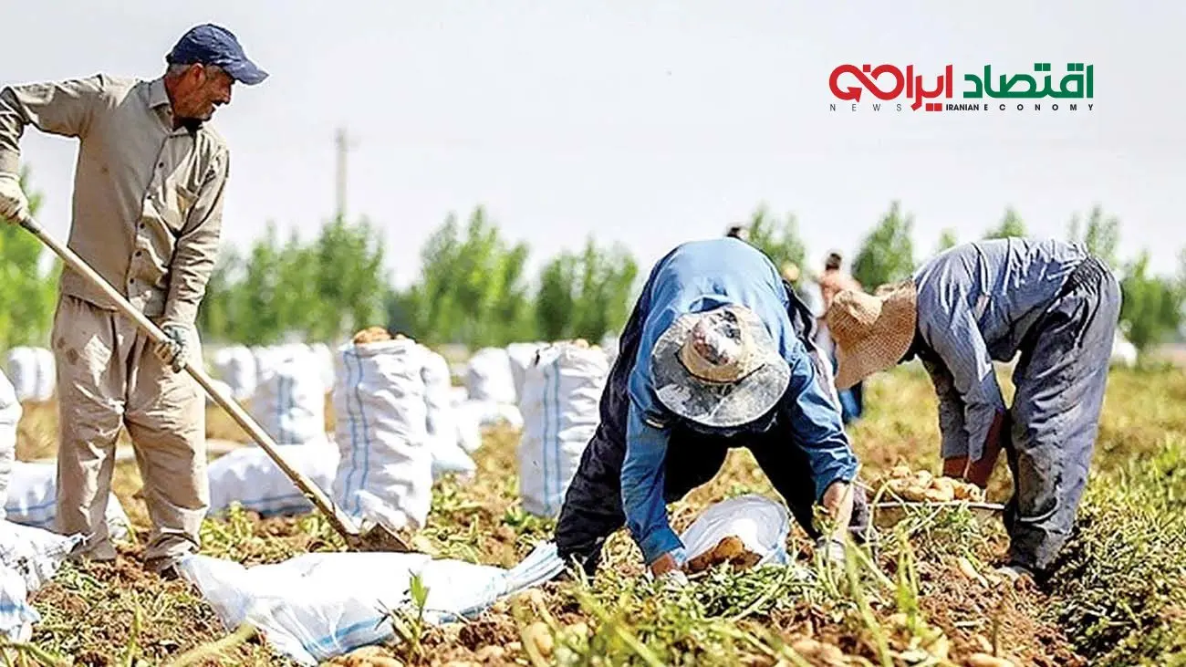 اقتصاد کشاورزی در سراشیبی / دولت‌ها و سیاست‌های ناکارآمد مقصرند