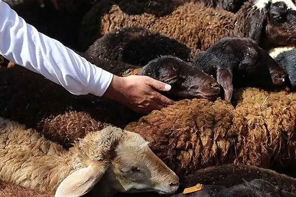 قیمت دام زنده ۵ دی ۱۴۰۳/ ارزان ترین و گران ترین گوسفند در کدام استان است؟