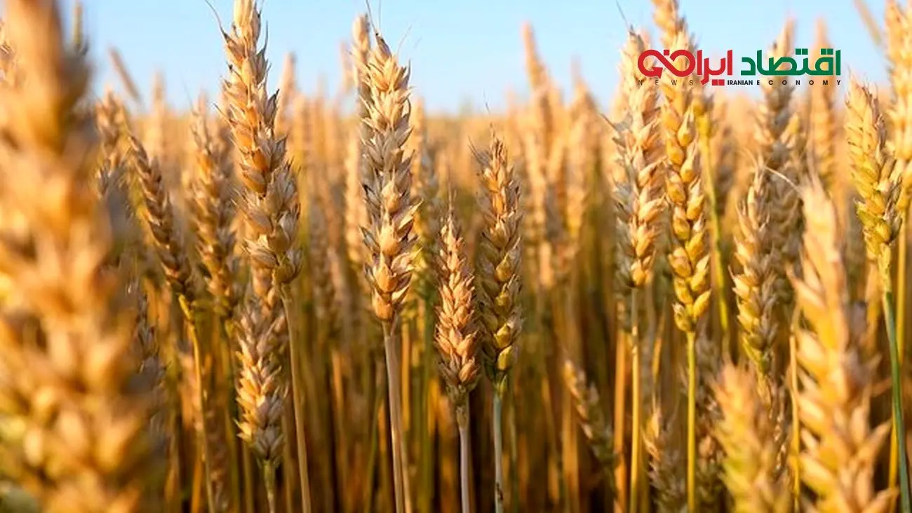 یکی از غلاتی که تاریخ بشر را تغییر داد