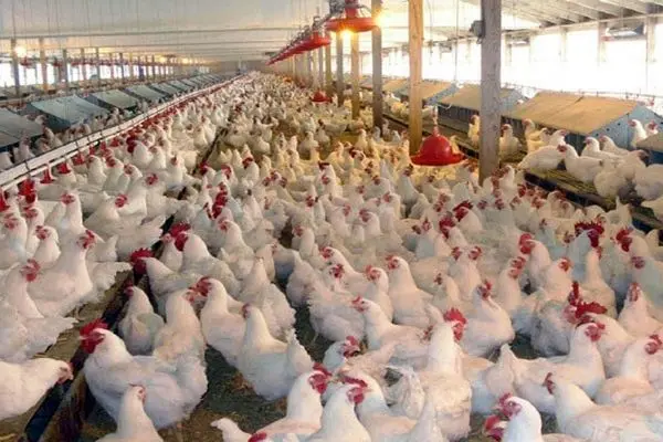 ۷۵ درصد حق بیمه طیور را چه کسی می دهد؟