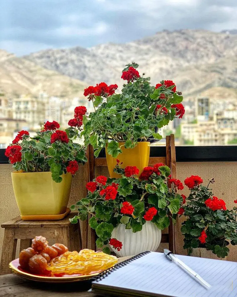 مهراوه شریفی نیا