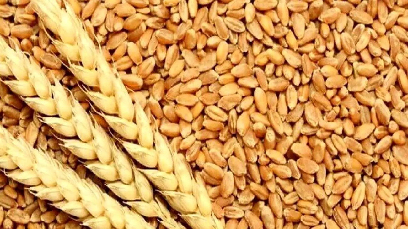 قیمت خرید تضمینی گندم افزایش یافت