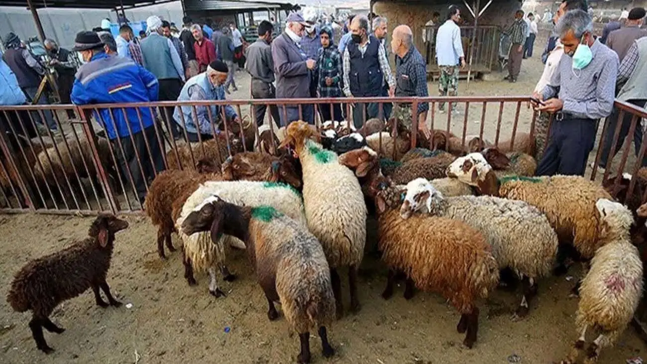 گوسفند و گوساله در کدام استان ارزانتر است؟ + جدول
