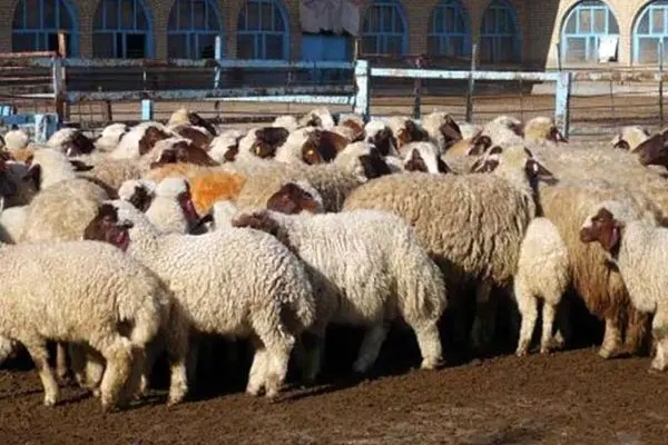 قیمت دام زنده اعلام شد / ارزان‌ترین و گران ترین استان ها را بشناسید + جدول