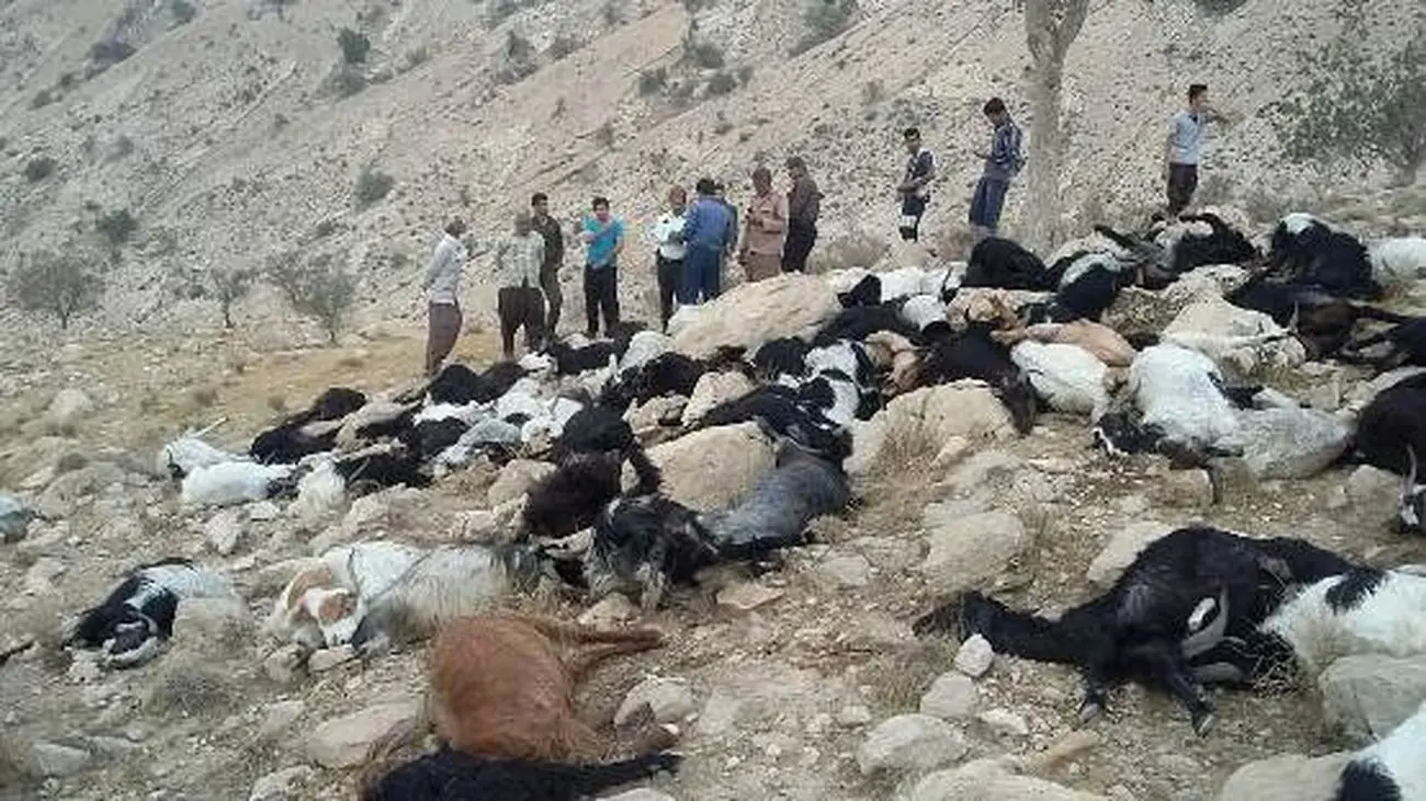 نجات ۶۰۰ راس گوسفند و ۲ چوپان از سیلاب