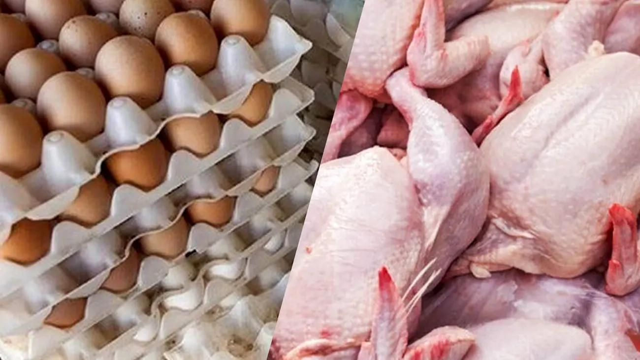 جدیدترین قیمت مرغ و تخممرغ / هر شانه 30 عددی و هر کیلو مرغ چند؟!