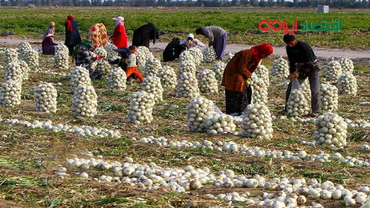 قیمت پیاز اشک کشاورزان را درآورد + جزییات