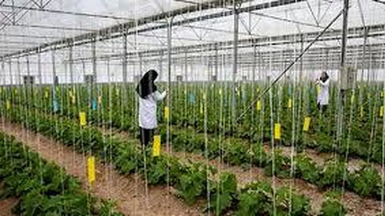 ایجاد اشتغالهای 100 میلیون تومانی با تسهیلات کارآفرینی